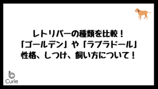 レトリバーの種類を比較!「ゴールデンレトリバー」や「ラブラドールレトリバー」の性格、しつけ、飼い方について!