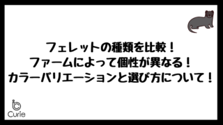 フェレットの種類を比較!ファームによって個性が異なる!カラーバリエーションと選び方について!